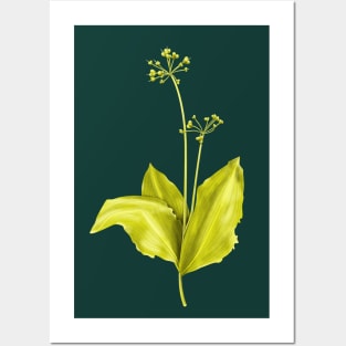 Wild Garlic Green Plant Botanical Art Posters and Art